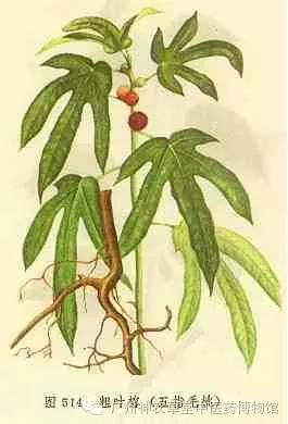 谷雨知时节补脾祛湿效果好吗,雨水时节祛湿健脾