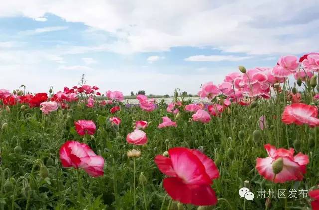 速递▏想参加金佛寺镇“花之海”观光旅游节暨第二届李广杏采摘节的友友们，节会最新进展情况在这里！