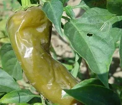 夏季暴雨后这些蔬菜病害不得不防,雨后蔬菜病害怎么管理