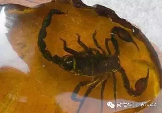 十大最坑文玩骗局 (文玩市场八大骗局)