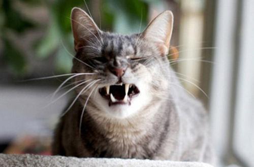 猫咪打喷嚏感冒,猫咪感冒了打喷嚏可以自愈吗