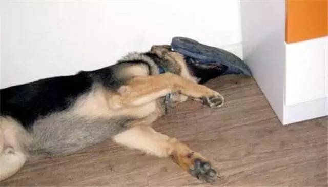 就因为主人买了一双拖鞋回来,这狗就疯了!