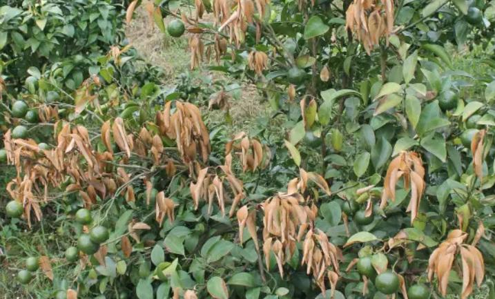 柑橘树肥害伤根什么补救方法最好,柑橘树施肥了烧根了多久出现症状