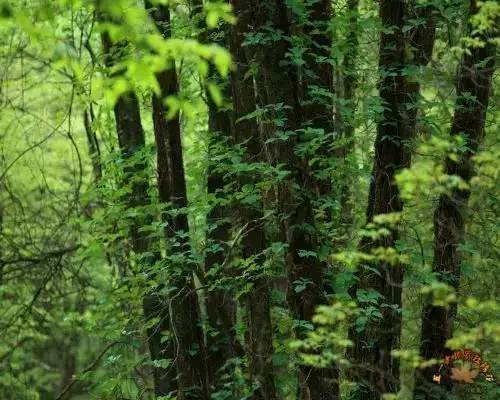 分享四川最值得去的9个地方景点,福利市景点