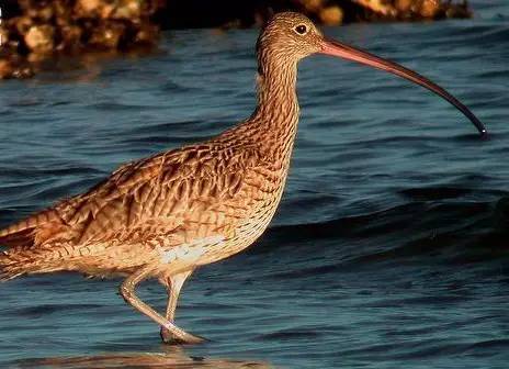 鵟䴕鹡，这些鸟的名字怎么念？