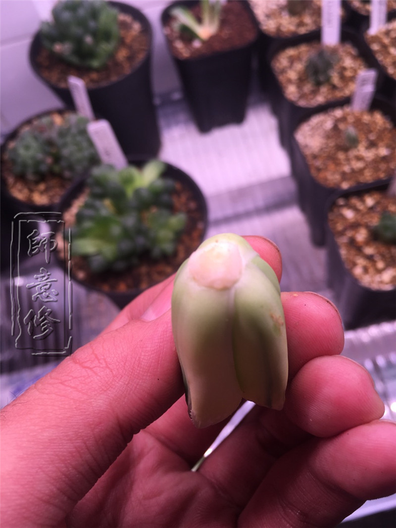 十二卷扦插方法,十二卷叶插教学