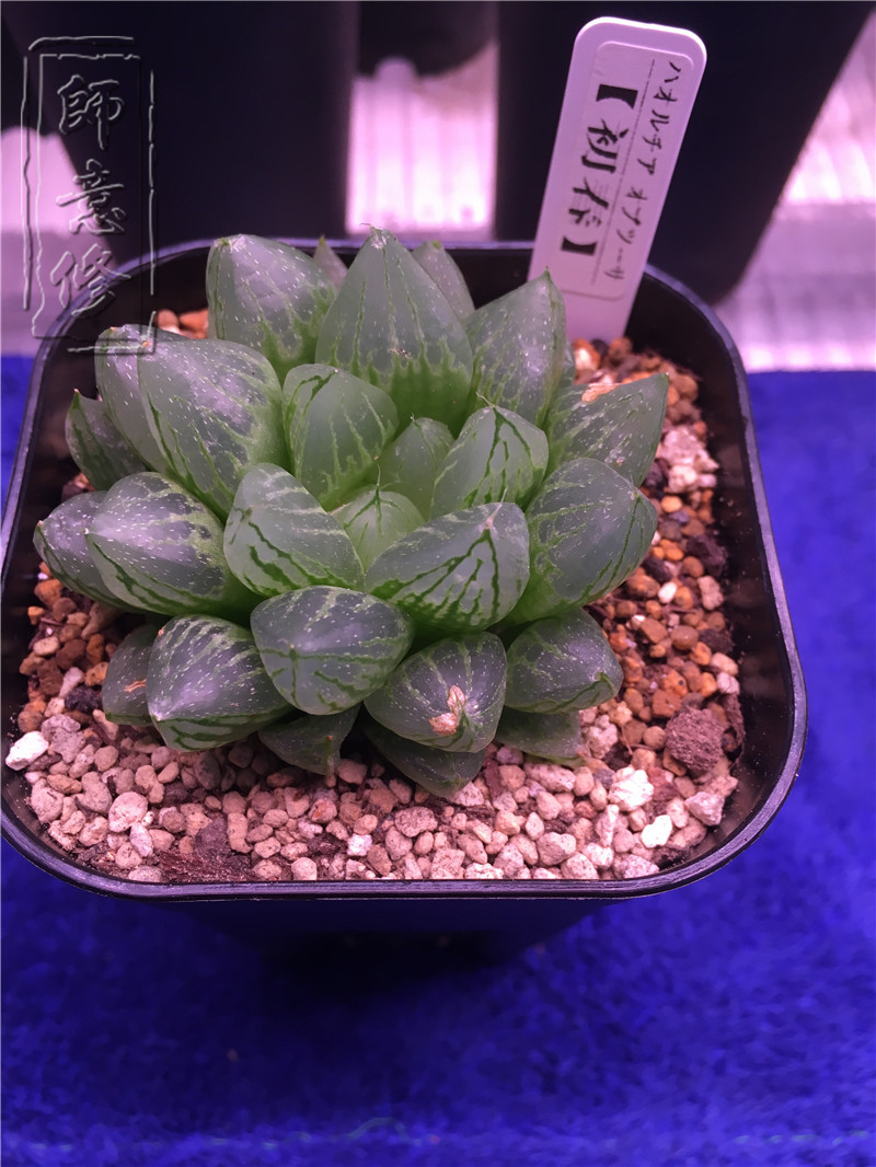 十二卷扦插方法,十二卷叶插教学