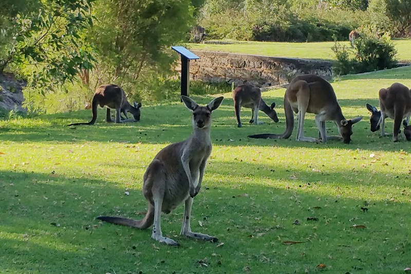 珀斯最孤独的城市,为什么珀斯是最孤独的城市