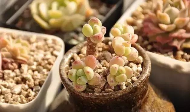 肉肉怎么浇水最好最合适,肉肉浇水最好的方法