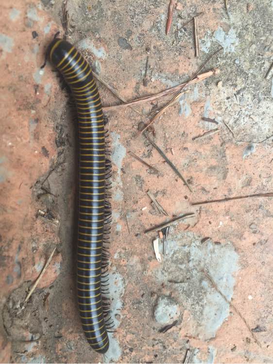 野外空手套“野鸡脖子”巨毒蛇已伏法