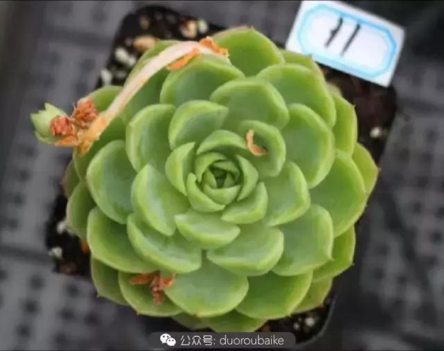 买多肉的3个雷区,某宝买的植物