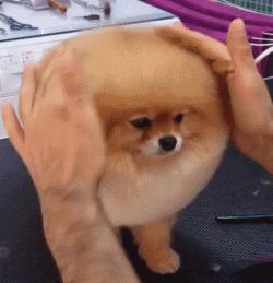 新手在家给狗狗剪毛视频教程全套,干货自己在家怎么给狗狗剪毛