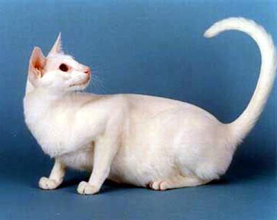 最便宜的宠物猫咪品种图片及价格,哪个品种的猫咪性格最好最温顺