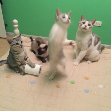 检查显示我有弓形虫抗体,结果家人还是想让我把动物送走...