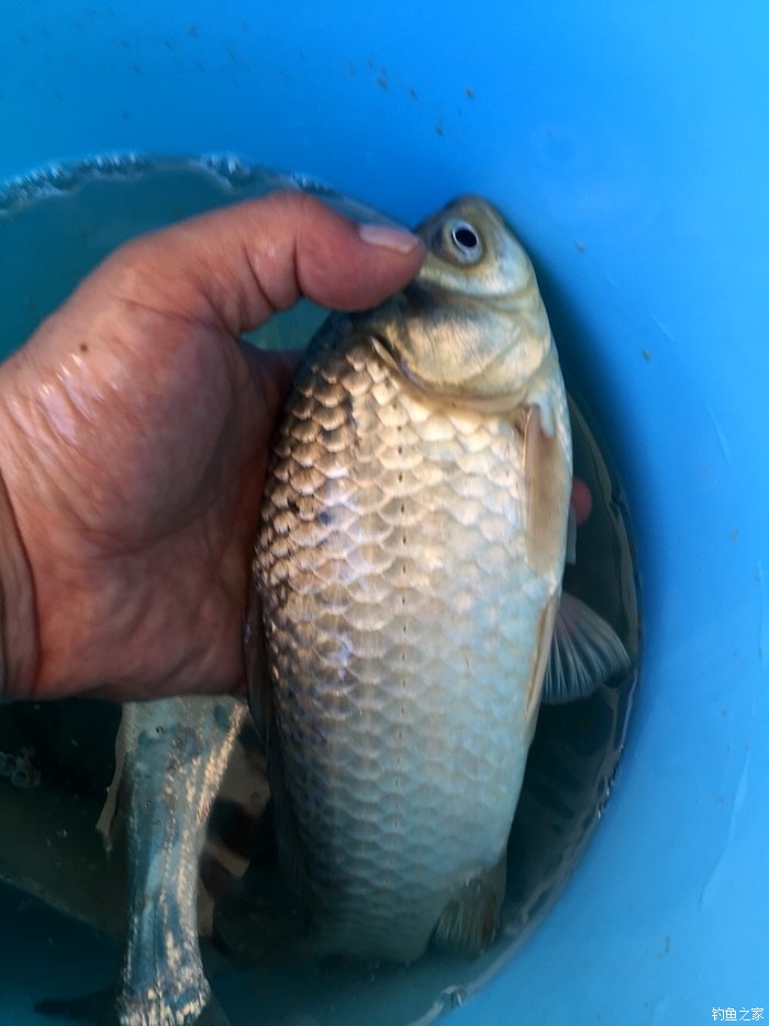 鳜鱼活性低用哪种拟饵,路亚鳜鱼拟饵