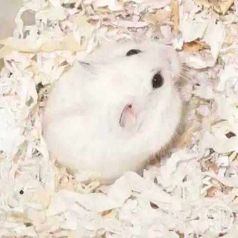 菩提有什么本事,菩提招财辟邪