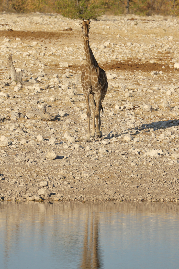 猎豹狂奔与狮子对敌,猎豹奔跑高清震撼视频