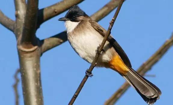 鵟䴕鹡，这些鸟的名字怎么念？