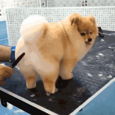 新手在家给狗狗剪毛视频教程全套,干货自己在家怎么给狗狗剪毛