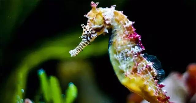 世界第一大淡水鱼类排名,世界第一淡水观赏鱼有哪些