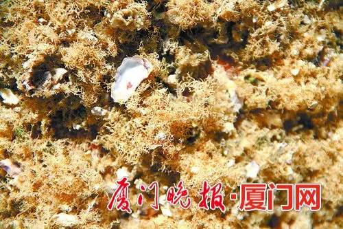 阳西潮汕石花冻是什么做的,潮汕石花洞怎样做潮汕石花冻