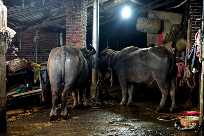 永定土楼里的全牛宴,永定土楼特色美食