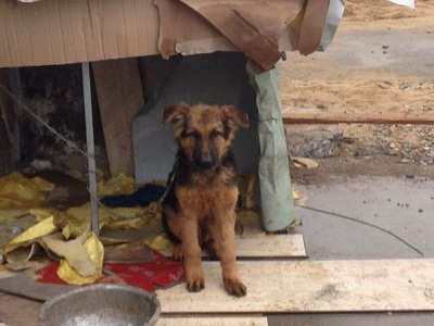 为什么小土狗特别温顺,土狗不是土里土气而是土生土长