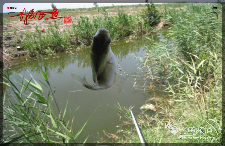 户外野钓小河沟七星鱼,鲫鱼野钓小河沟