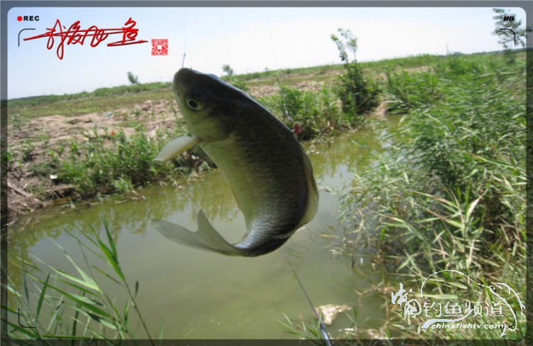 户外野钓小河沟七星鱼,鲫鱼野钓小河沟