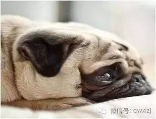 狗狗呕吐怎么办要不要带去医院,狗狗呕吐去医院应该检查什么