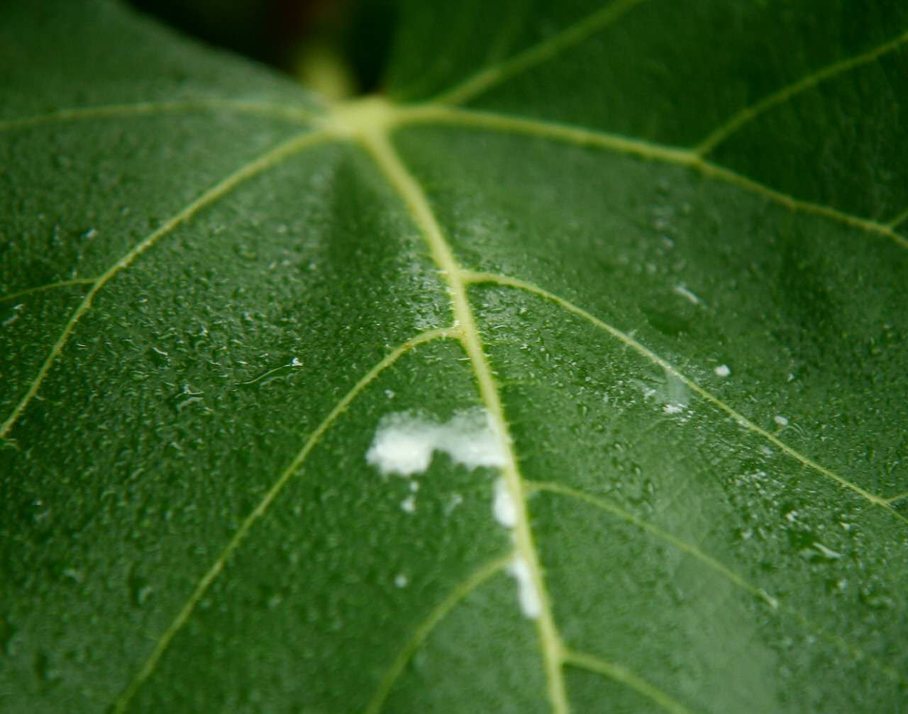 为什么无花果只有威海有,山东威海无花果特点