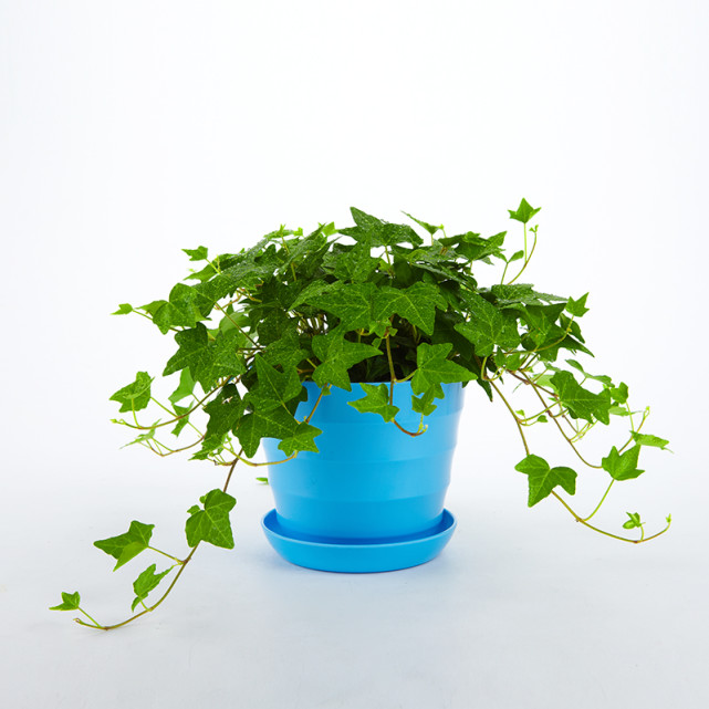 哪种植物去除甲醛最有效果常春藤,常春藤吸附甲醛效果怎么样