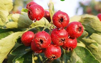 十大降血压降血脂的水果排名,陈皮山楂能降血脂吗