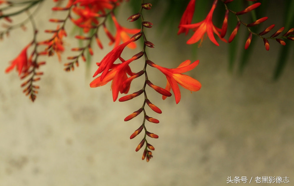 苍山西坡莲花峰,大理苍山秘境在哪里