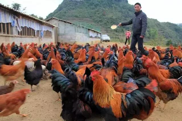 凭什么他的鸡这么受欢迎?给小编来一打!