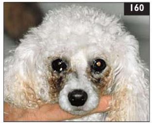 小狗狗流泪发出呜呜声音,小狗狗眼睛红肿流泪怎么办