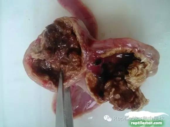 怎么调理下山龟,下山龟调理肠胃配方