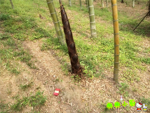 竹笋和什么肉最好吃,竹笋和莴笋烧肉怎么做好吃