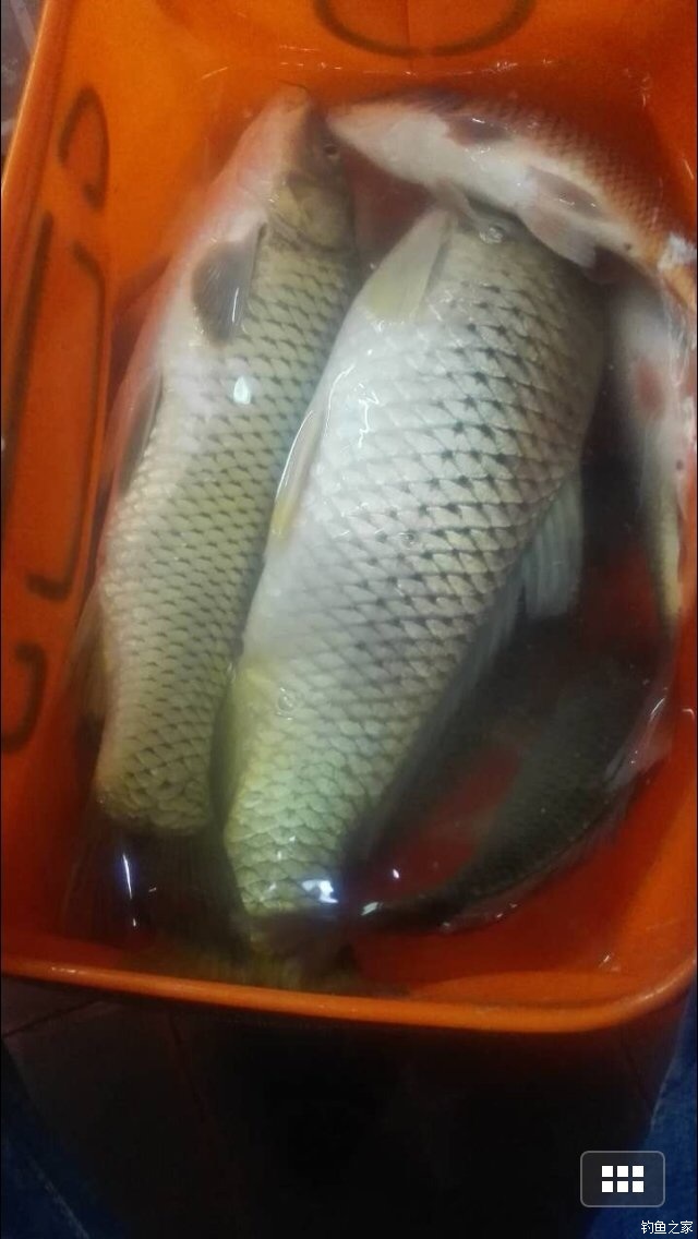 老鬼鳊鱼饵料配方,老鬼钓鳊鱼饵料