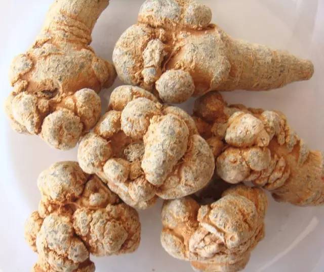 三七的用法用量功能主治,三七石斛的功能与用法