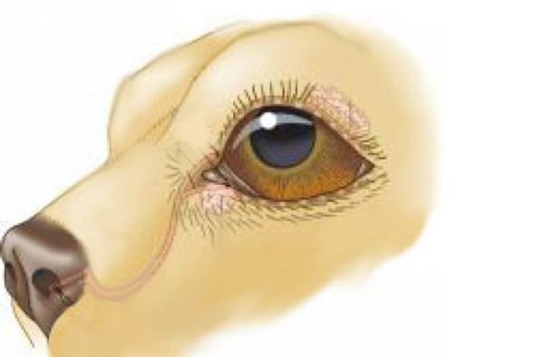 小狗狗流泪发出呜呜声音,小狗狗眼睛红肿流泪怎么办