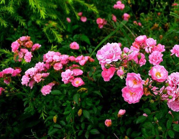 这个公然买卖美女的国家,引起了全世界单身汪的注意