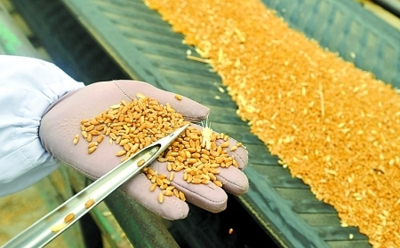 如何“揪出”想蒙混过关的水分超标粮？