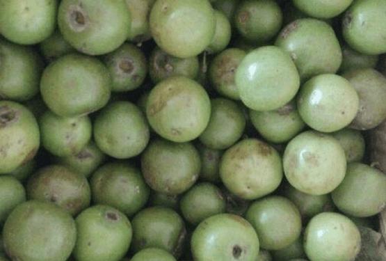 凤眼菩提子手串直播,青皮凤眼菩提直播