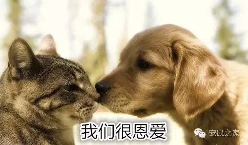 适合学生养的1元宠物,双鱼座适合养什么宠物