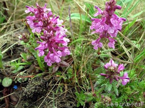 防虫植物和蔬菜,哪些植物可以和鱼共生