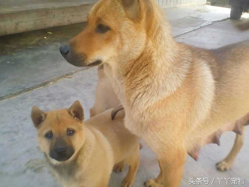 不穿鞋的原因竟然是？还好狗狗陪着你们我很放心