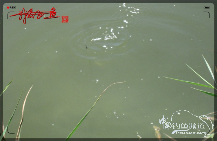 户外野钓小河沟七星鱼,鲫鱼野钓小河沟