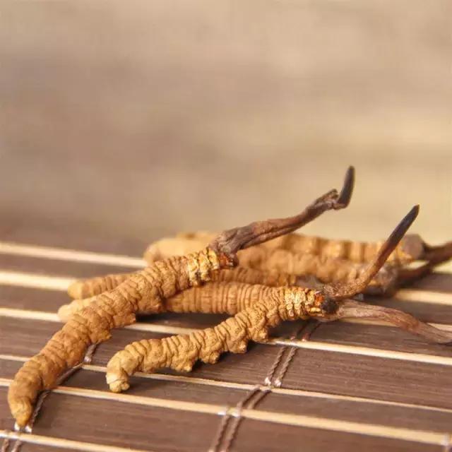 冬虫夏草|冬病夏治——“天下第一草”