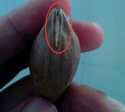 核雕常见瑕疵,核雕定制单籽出现瑕疵